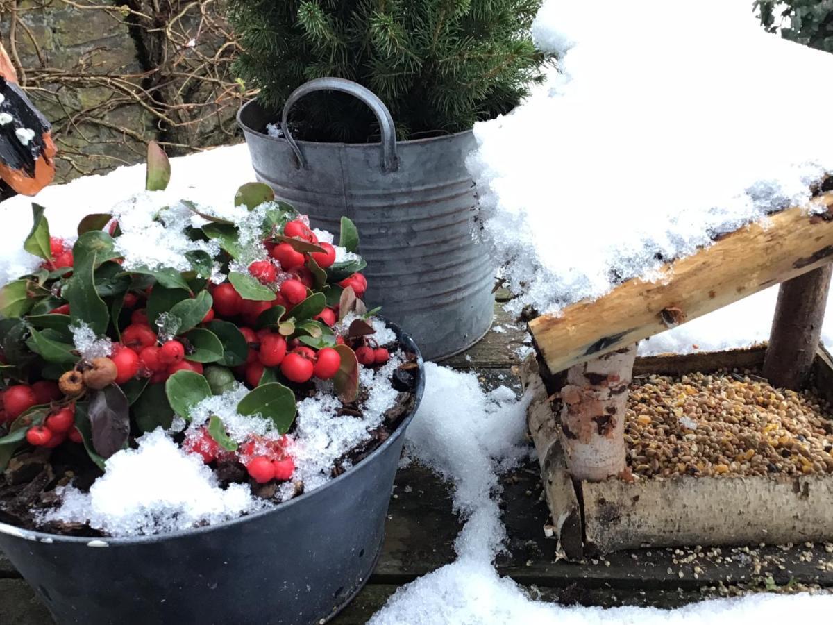 B&B Alie Kruse-Kolk Art & Design Overdinkel エクステリア 写真
